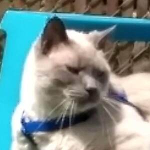 Fundraising Page: Nicole Zacharda